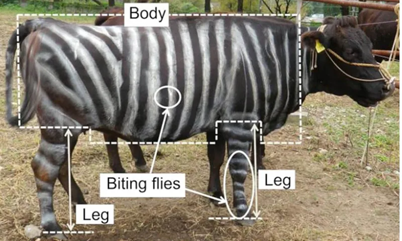 Vẽ những sọc trắng lên mình bò đen để chống ruồi bu