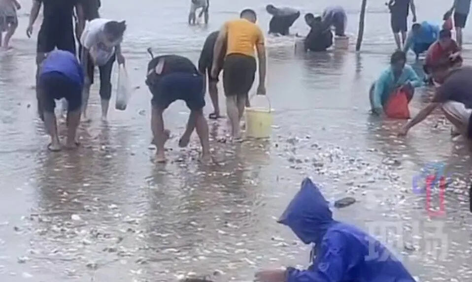 Siêu bão Ragasa cuốn tràn hải sản vào bờ, người dân đổ xô thu gom