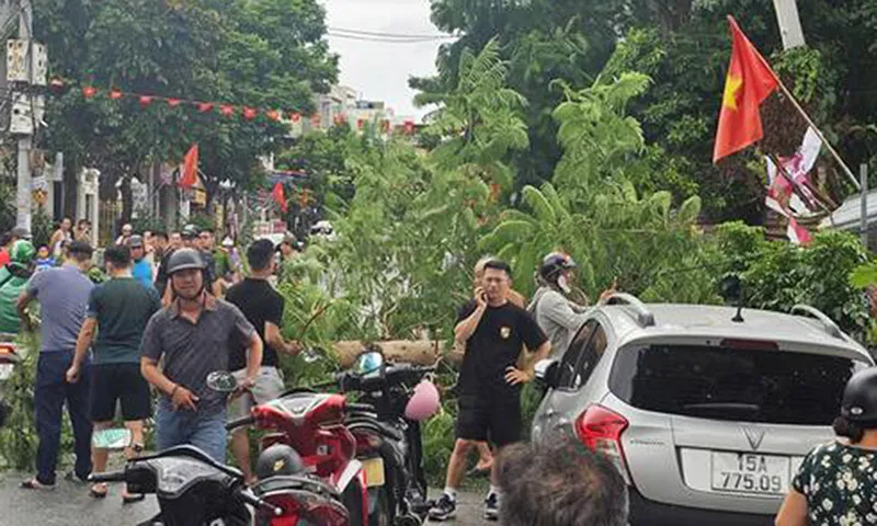Bão làm cây cổ thụ gãy ngang đè trúng người đi đường ở Hải Phòng