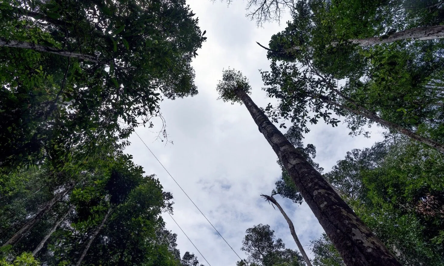 Bất chấp đe dọa biến đổi khí hậu, các loài cây trong rừng Amazon vẫn sinh trưởng vượt trội