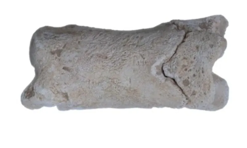 Phát hiện chiếc còi xương 3.300 năm tuổi tiết lộ cách lính gác bảo vệ lăng mộ Ai Cập