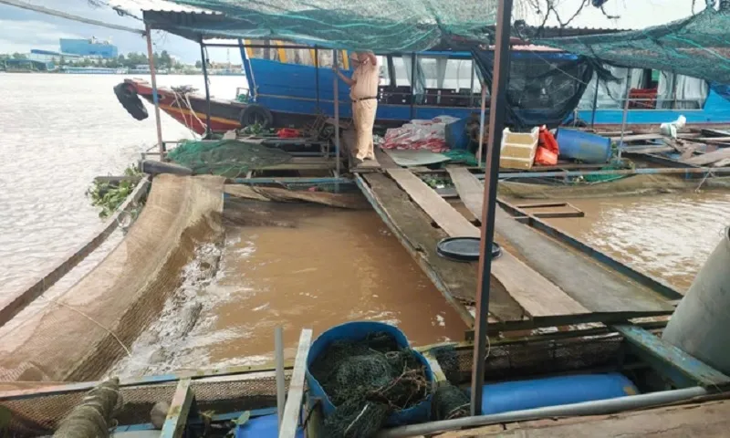 Đồng Tháp: Truy tìm sà lan tông chìm bè cá trắm cỏ ở Đồng Tháp