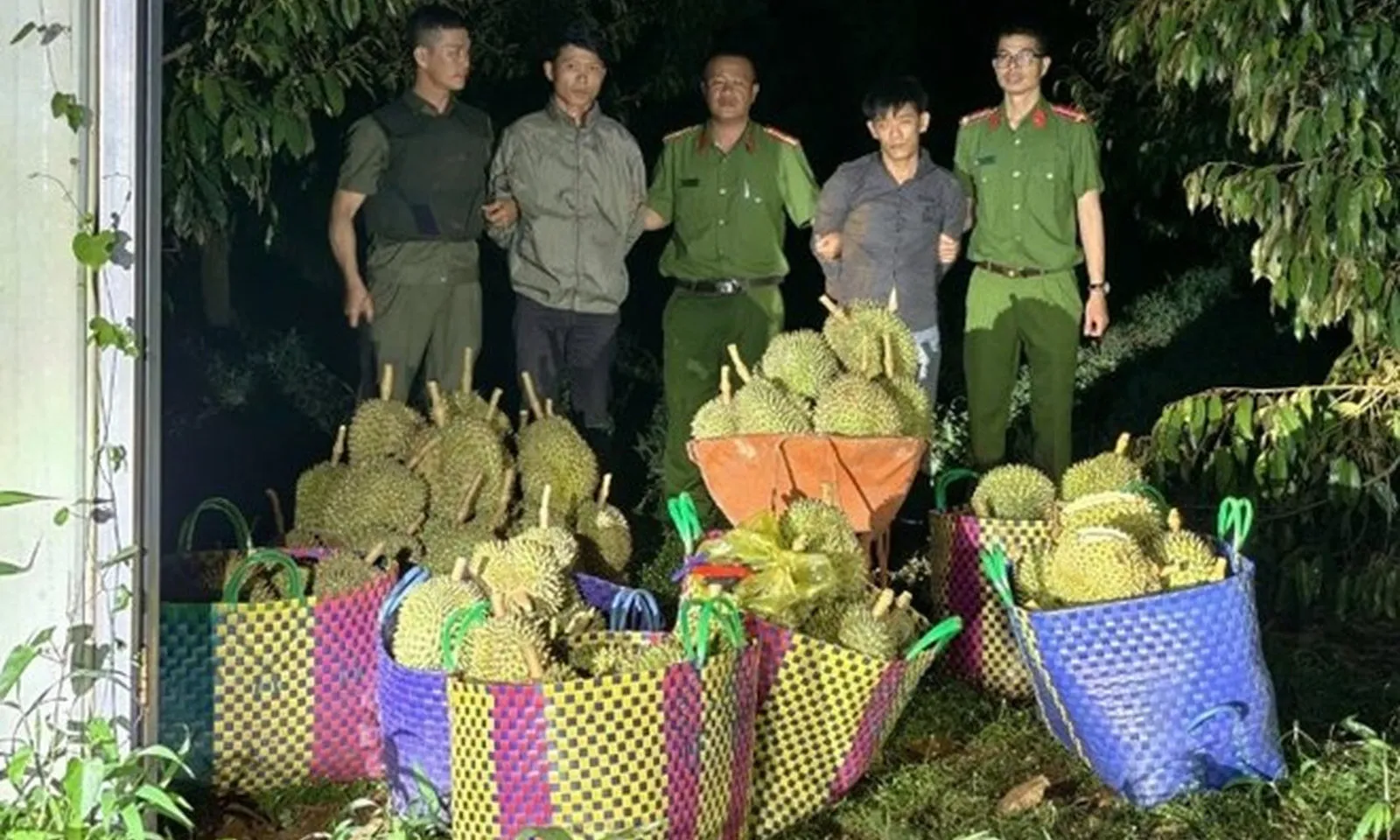 Đắk Lắk: Bắt quả tang 2 đối tượng trộm nửa tấn sầu riêng 