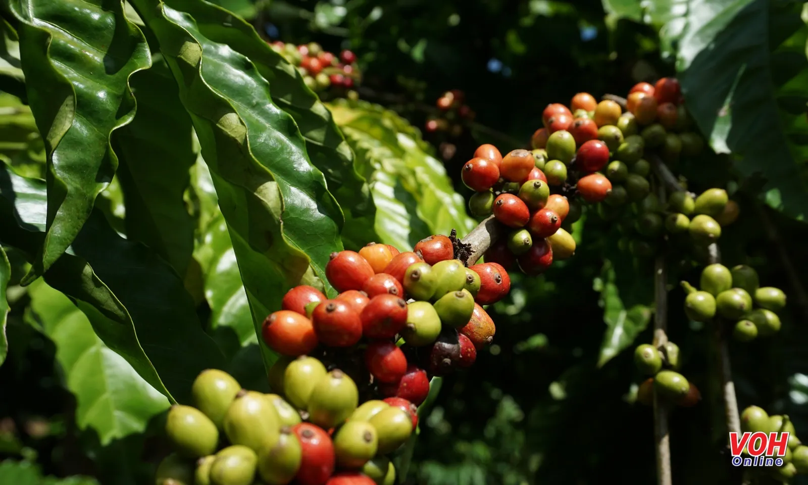 Việt Nam xuất khẩu 1,23 triệu tấn cà phê, trị giá gần 7 tỷ USD