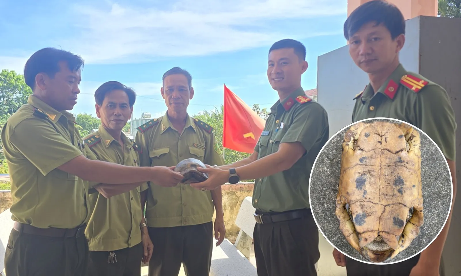 Bàn giao cá thể rùa núi vàng quý hiếm cho kiểm lâm thả về tự nhiên