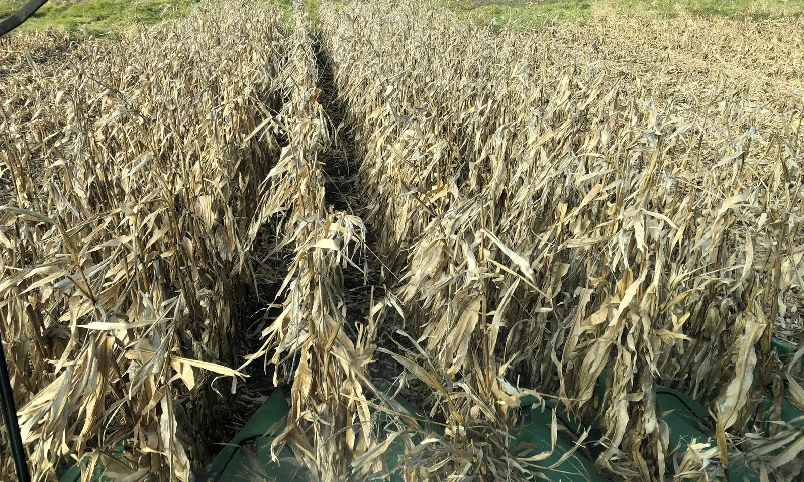 Nông dân Mỹ khốn đốn vì chính phủ đóng cửa