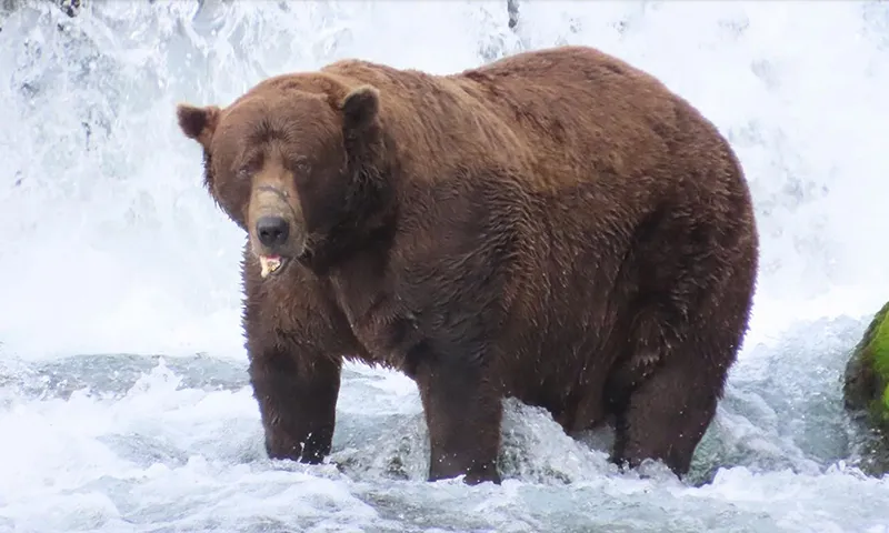 Chú gấu giành danh hiệu vô địch “Tuần lễ Gấu béo” tại Alaska