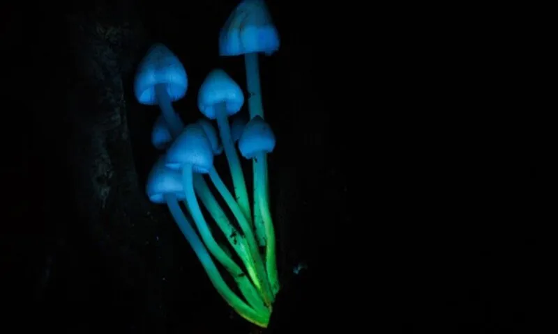 Nghiên cứu mới: Mọi sinh vật đều phát ra “ánh sáng sự sống” và biến mất khi chết