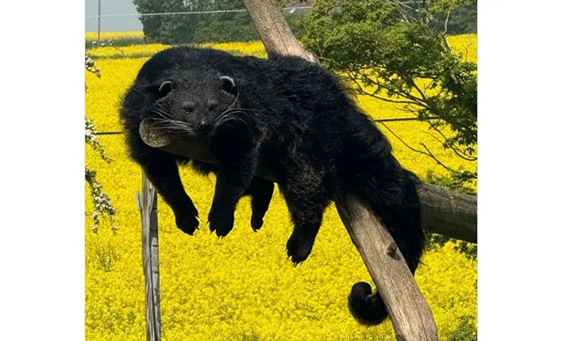 Sau một tuần trốn đi lang thang, con cầy mực quay trở lại sở thú Anh