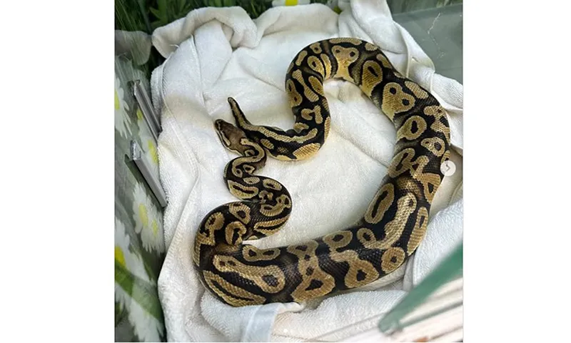 Trăn bò vào cửa hàng tiện lợi In-N-Out ở California