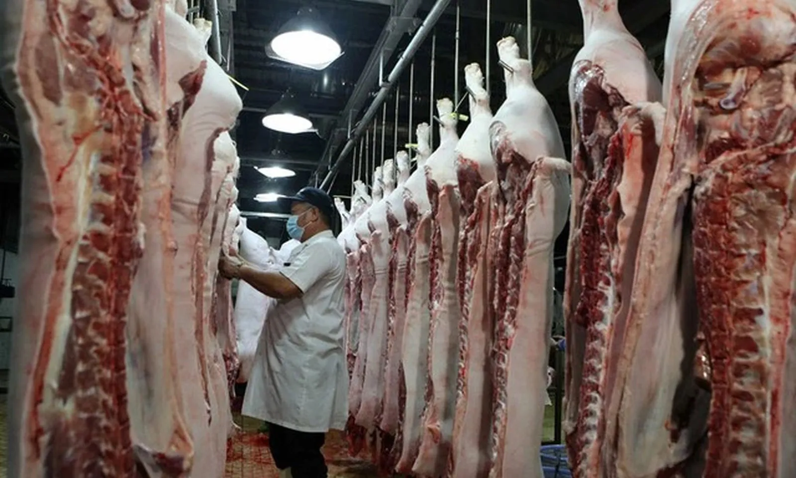 Giá heo hơi 5/10: Nguồn cung lớn, giá đi ngang hoặc giảm