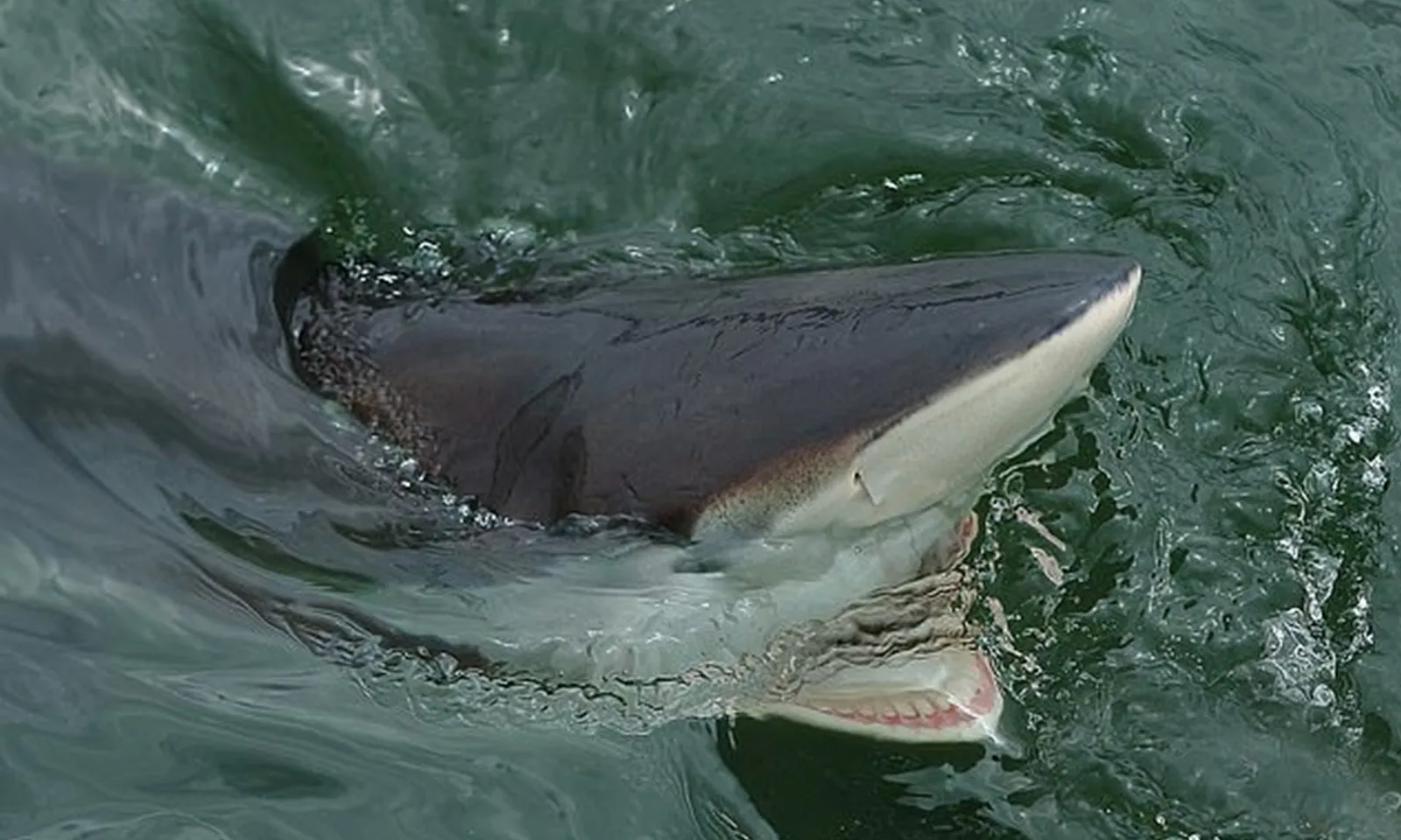 Người đàn ông bị cá mập cắn hai lần vẫn tự lái xe đến bệnh viện để cấp cứu