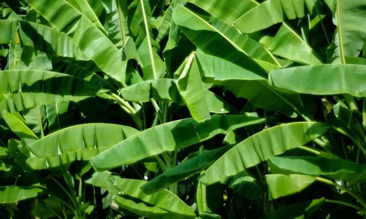 Lá sắn, lá chuối thành hàng xuất khẩu triệu USD