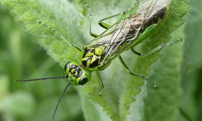 Khám phá cơ chế cắt tinh vi ở loài ong cắn lá, mở hướng mới cho phẫu thuật hiện đại