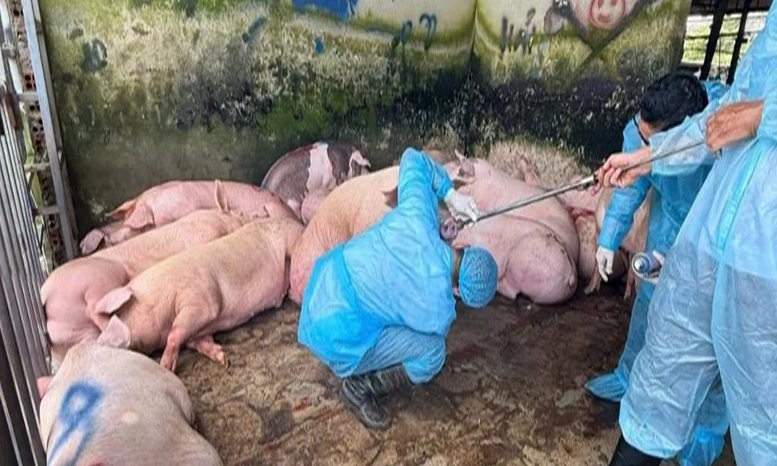 Phát hiện 89 con heo dương tính với chất tạo nạc salbutamol