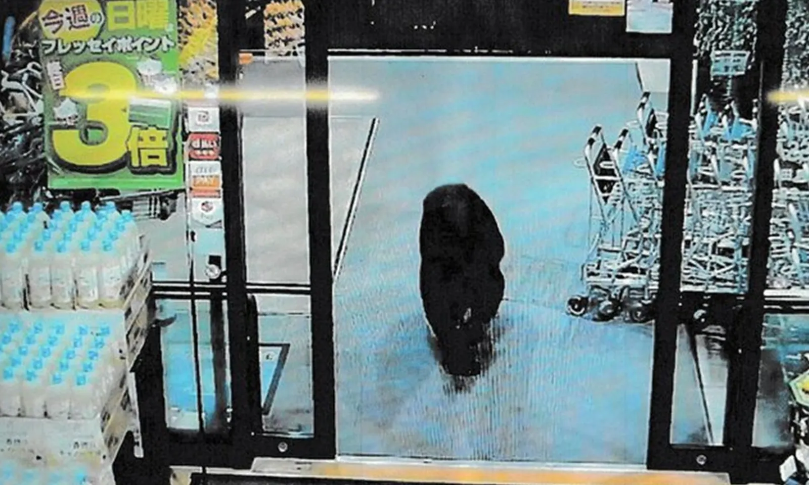 Gấu lang thang vào siêu thị Nhật Bản, tấn công 2 khách hàng