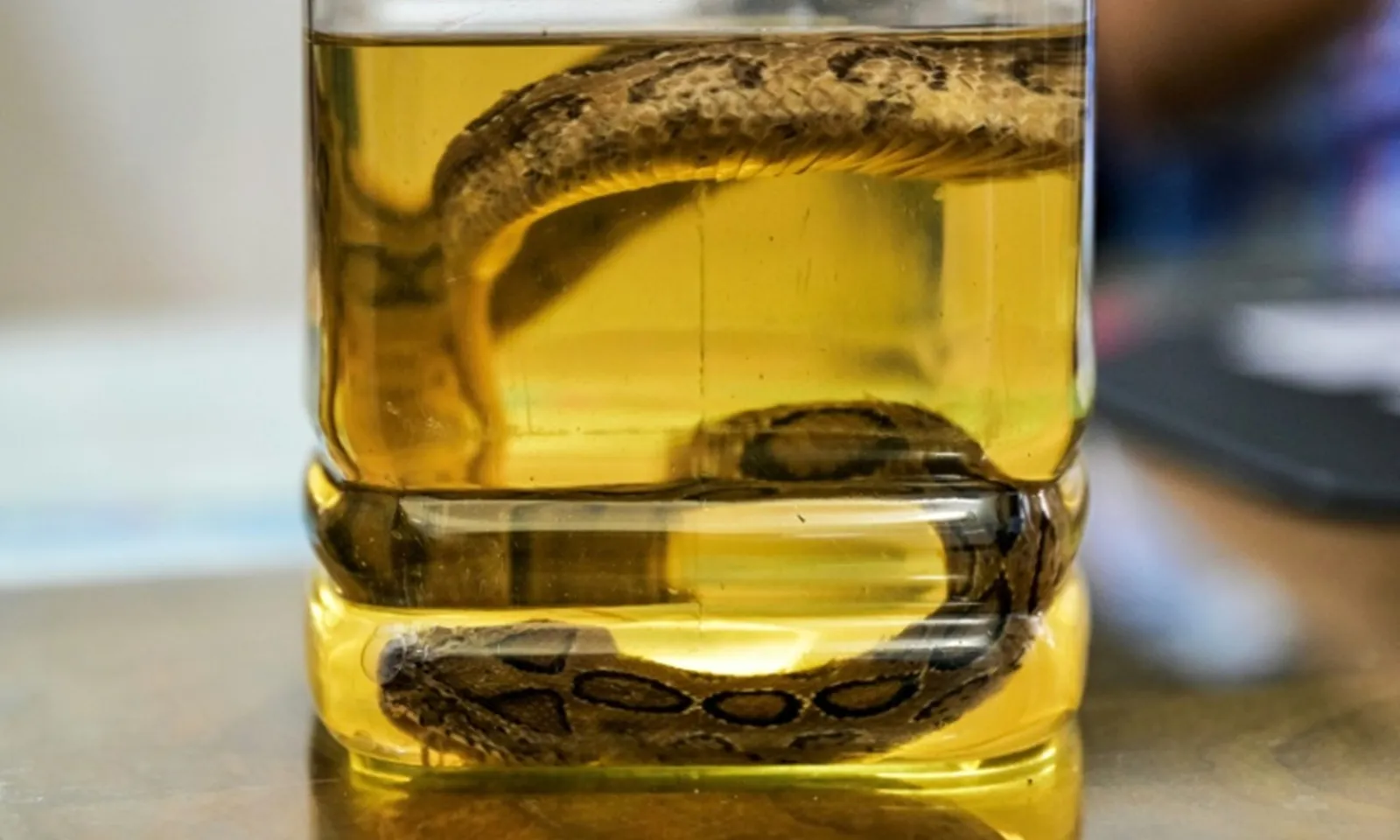 Lũ lụt tại Bangladesh khiến số ca rắn cắn tăng vọt, y tế bị tê liệt