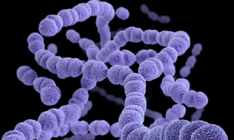 Australia cảnh báo vi khuẩn mới họ hàng liên cầu nhóm A lan rộng 