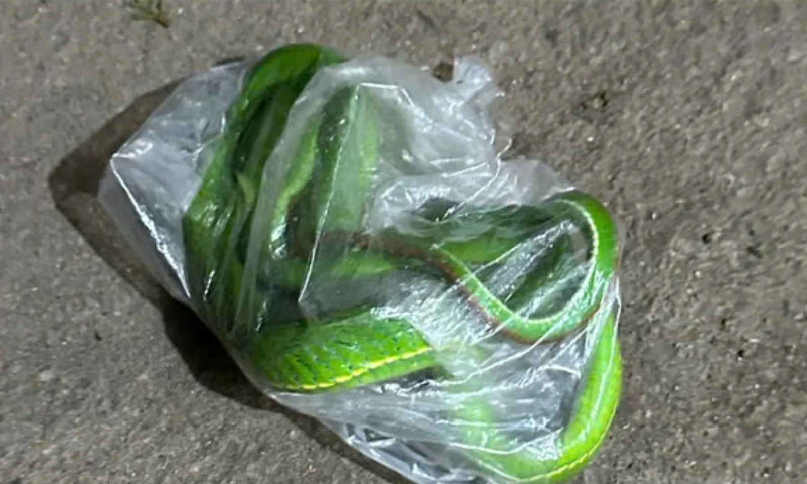 Bệnh nhân đến viện đem theo con rắn lục