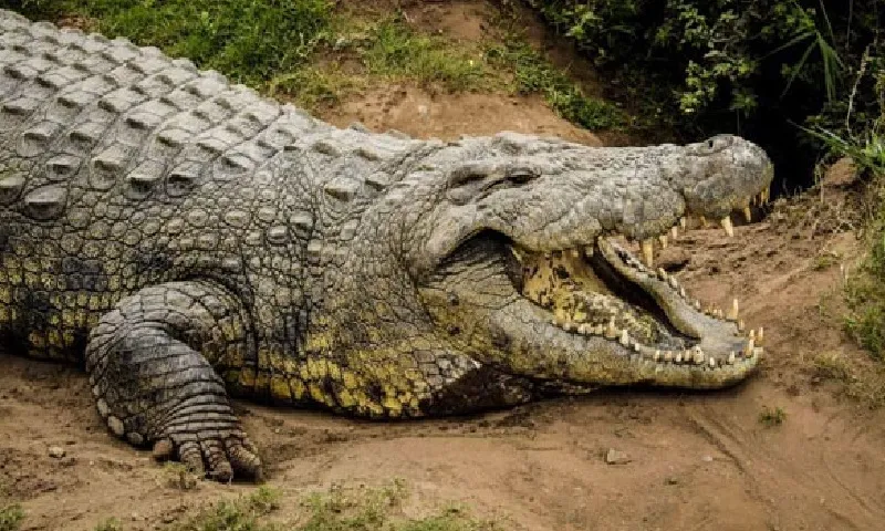 Khánh Hòa vẫn đang truy bắt cá sấu tấn công người trên sông Chò