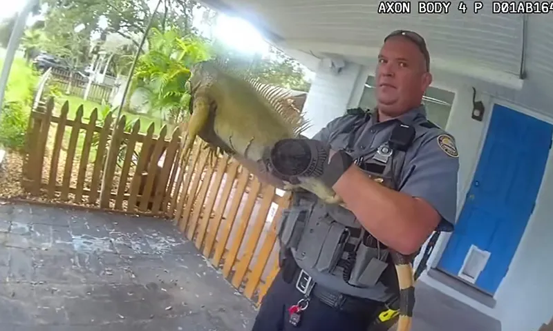 Bắt giữ con kỳ nhông khổng lồ ở bãi biển Daytona