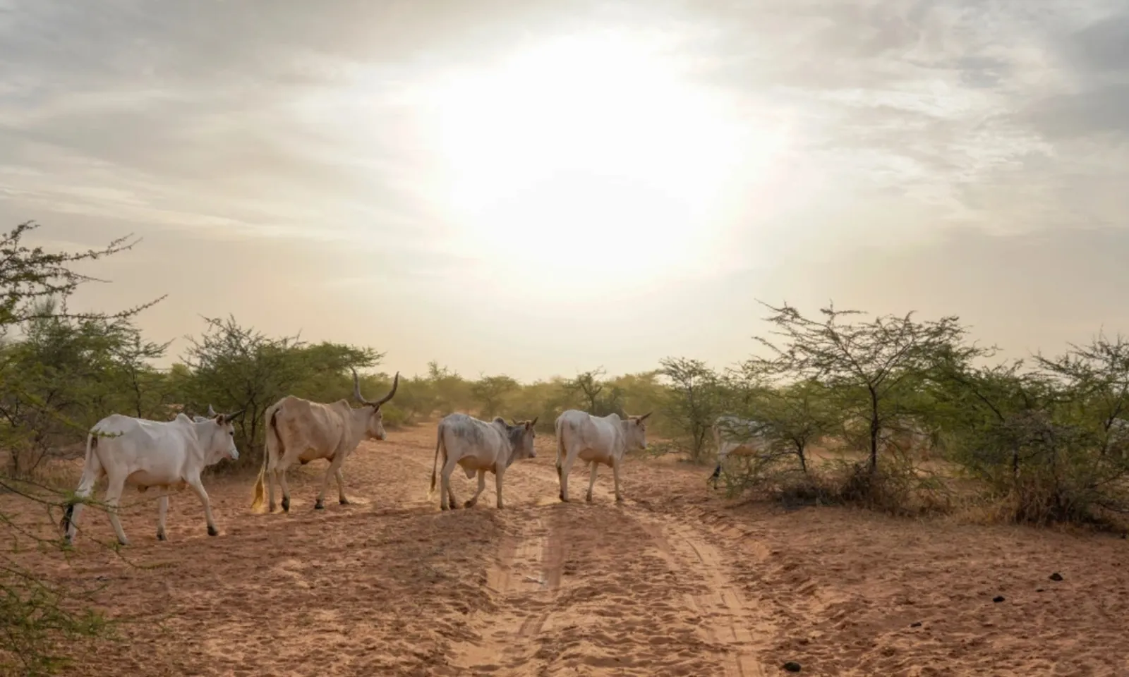 Senegal ghi nhận 17 ca tử vong do sốt Rift Valley hiếm gặp