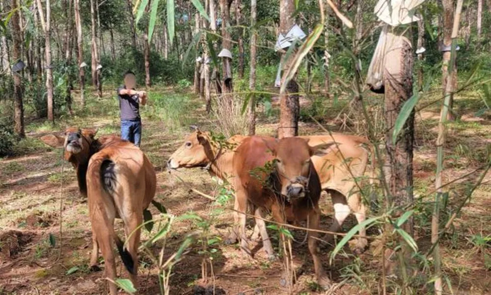 Trộm bò rồi mang bán, nam thanh niên bị bắt gọn
