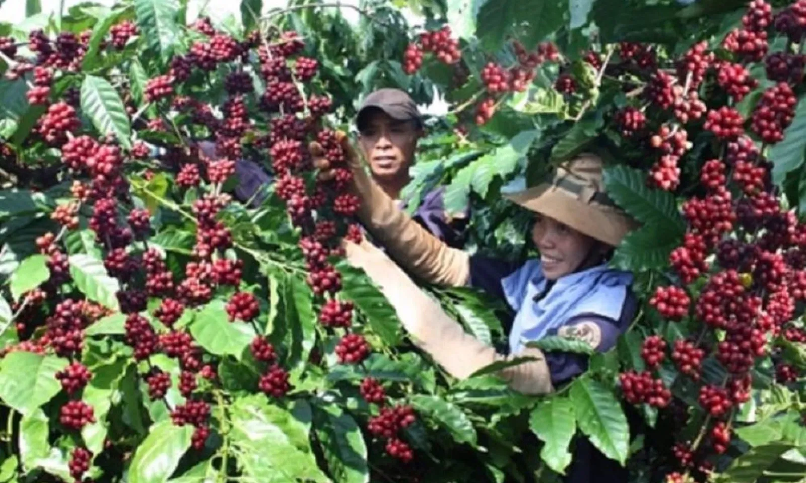 Giá cà phê giảm nhẹ do vào vụ, xuất khẩu dự báo đạt 9 tỉ USD