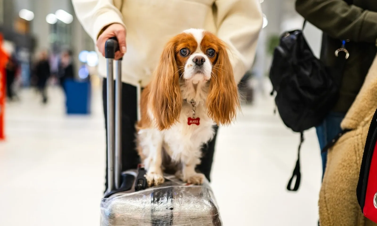 Hãng hàng không Úc chính thức cho thú cưng lên khoang khách máy bay