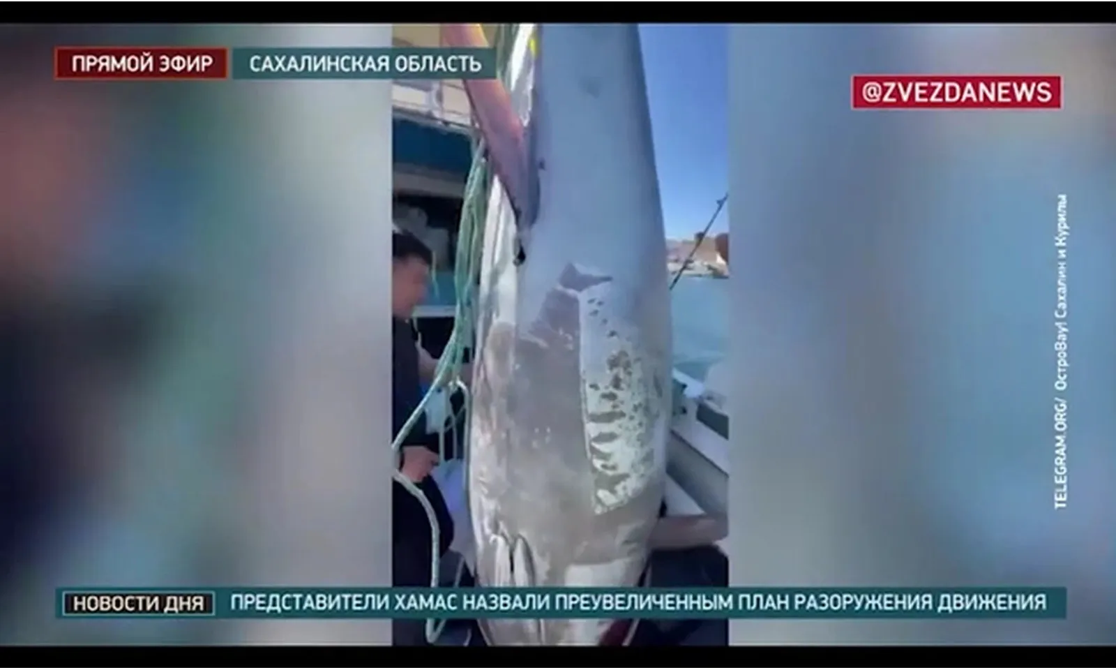 Ngư dân câu được cá ngừ hơn 280 kg, bán giá 52 tỷ đồng