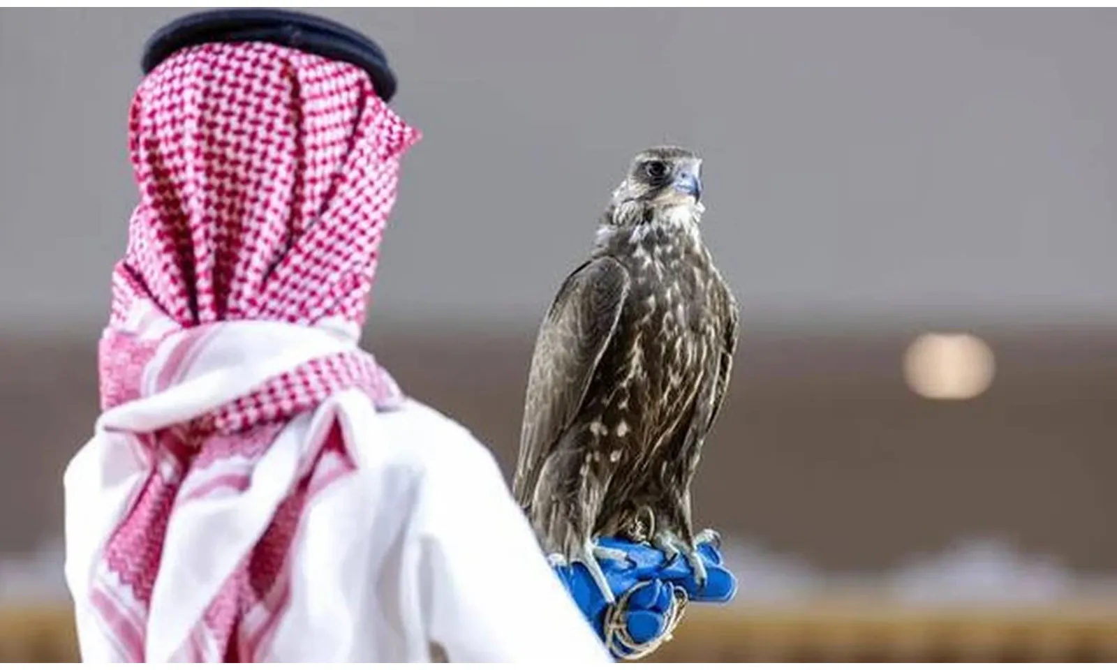 Chim ưng Mông Cổ được bán giá 4,5 tỷ đồng tại Saudi Arabia