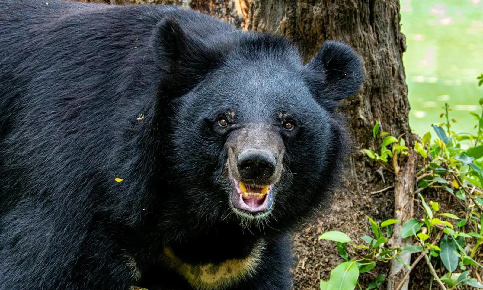 Số vụ gấu tấn công người gây tử vong đạt kỷ lục mới ở Nhật Bản