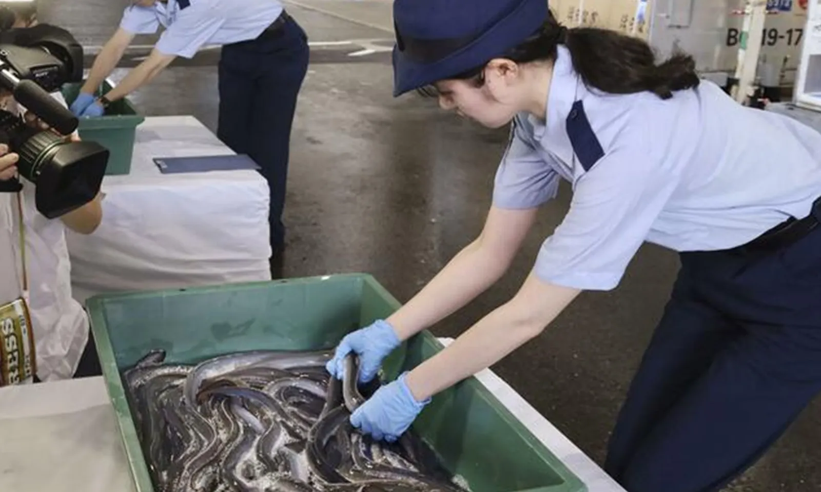 Nhật Bản phản đối Hiệp ước Quốc tế đề xuất hạn chế buôn bán tất cả các loài lươn