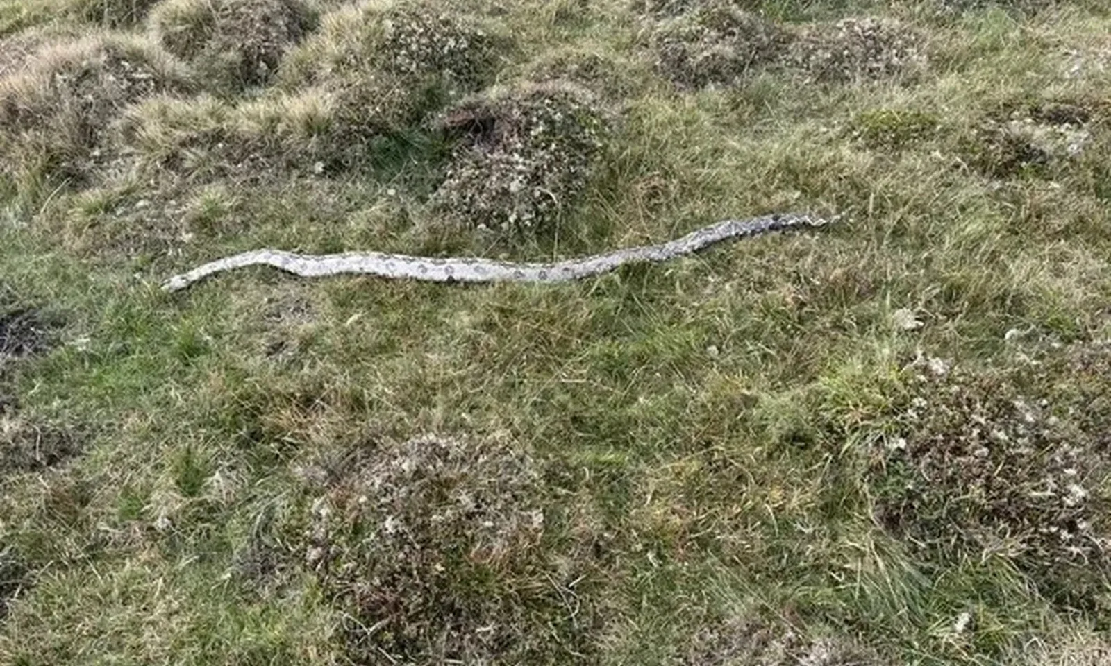 Phát hiện xác trăn dài 1,5m ở thắng cảnh Xứ Wales