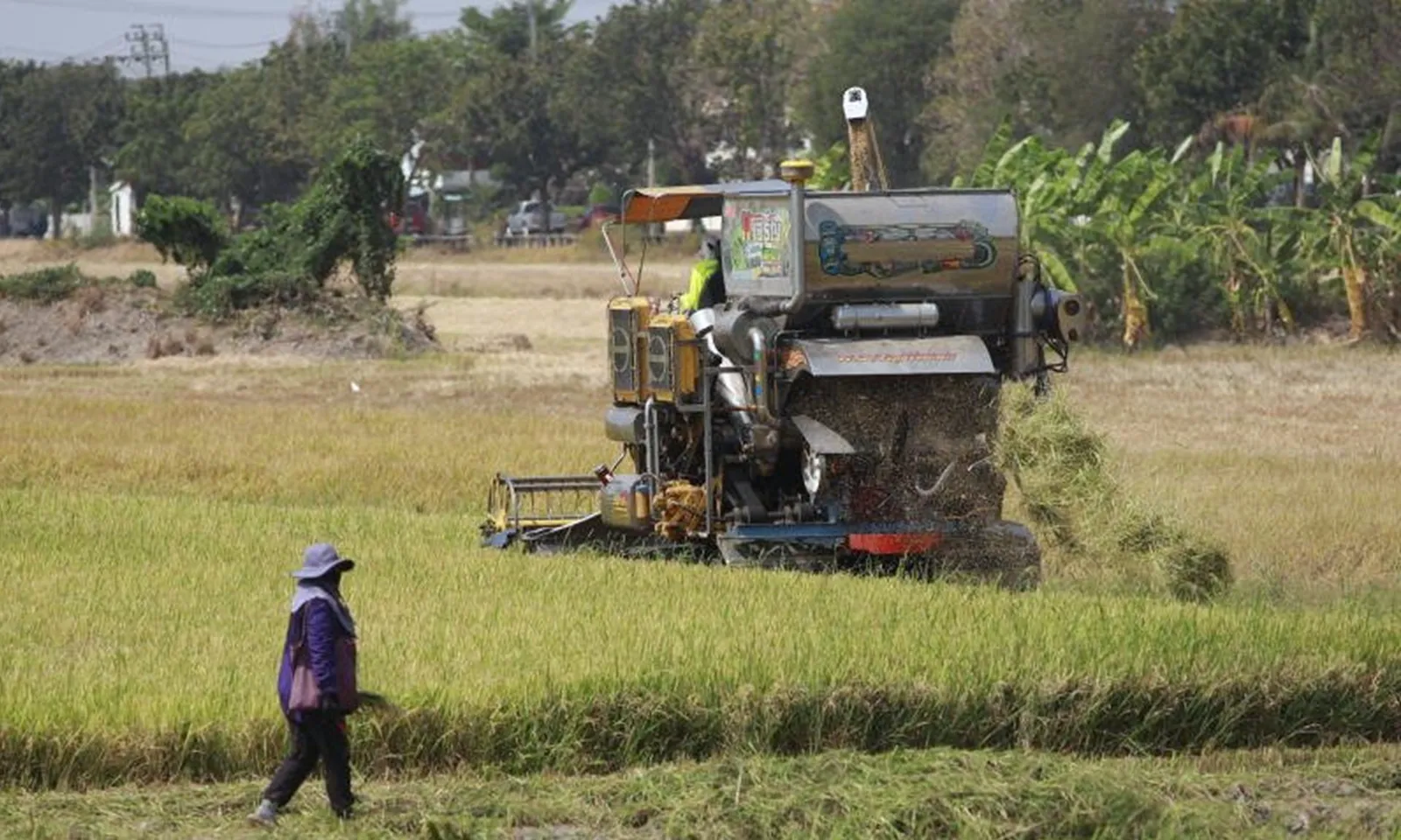 Giá gạo Thái Lan giảm xuống mức thấp nhất trong 18 năm