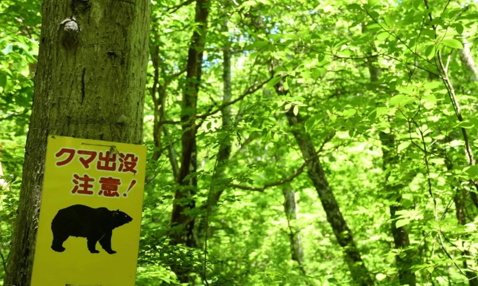 Nhật Bản: Tìm thấy thi thể nghi bị gấu tấn công tại suối nước nóng ở Iwate