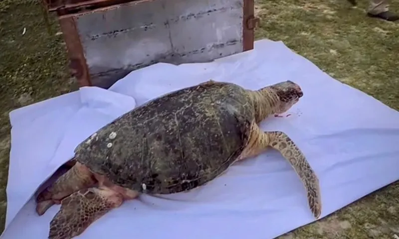 An táng rùa biển quý hiếm theo phong tục ngư dân ở Mũi Né