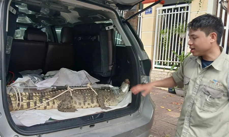 Phát hiện, bắt giữ cá sấu nặng 50kg xuất hiện trong khu dân cư ở Gia Lai