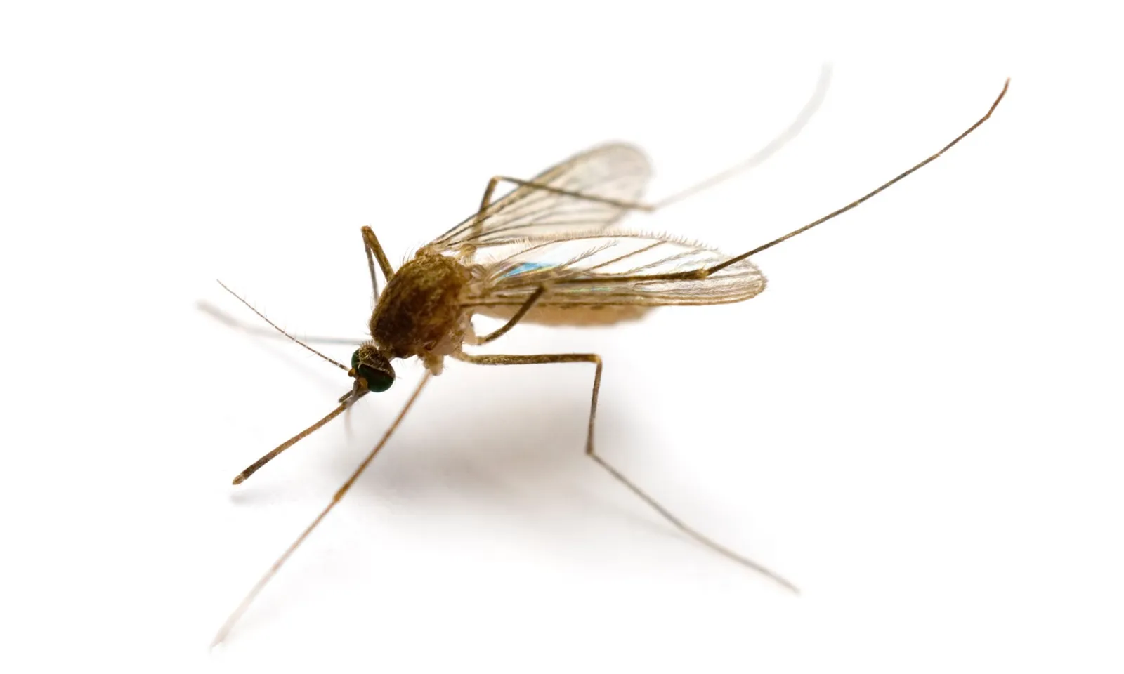 Lần đầu tiên phát hiện muỗi tại Iceland