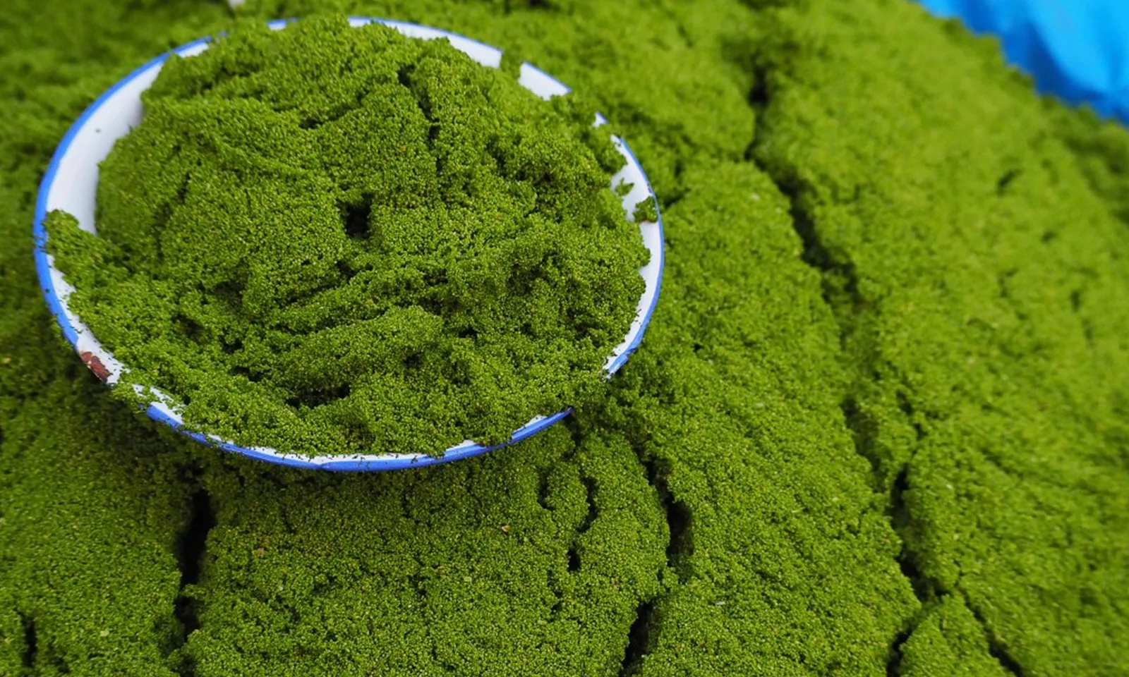 Bất ngờ: Bèo tấm là siêu thực phẩm, giúp não trẻ lâu