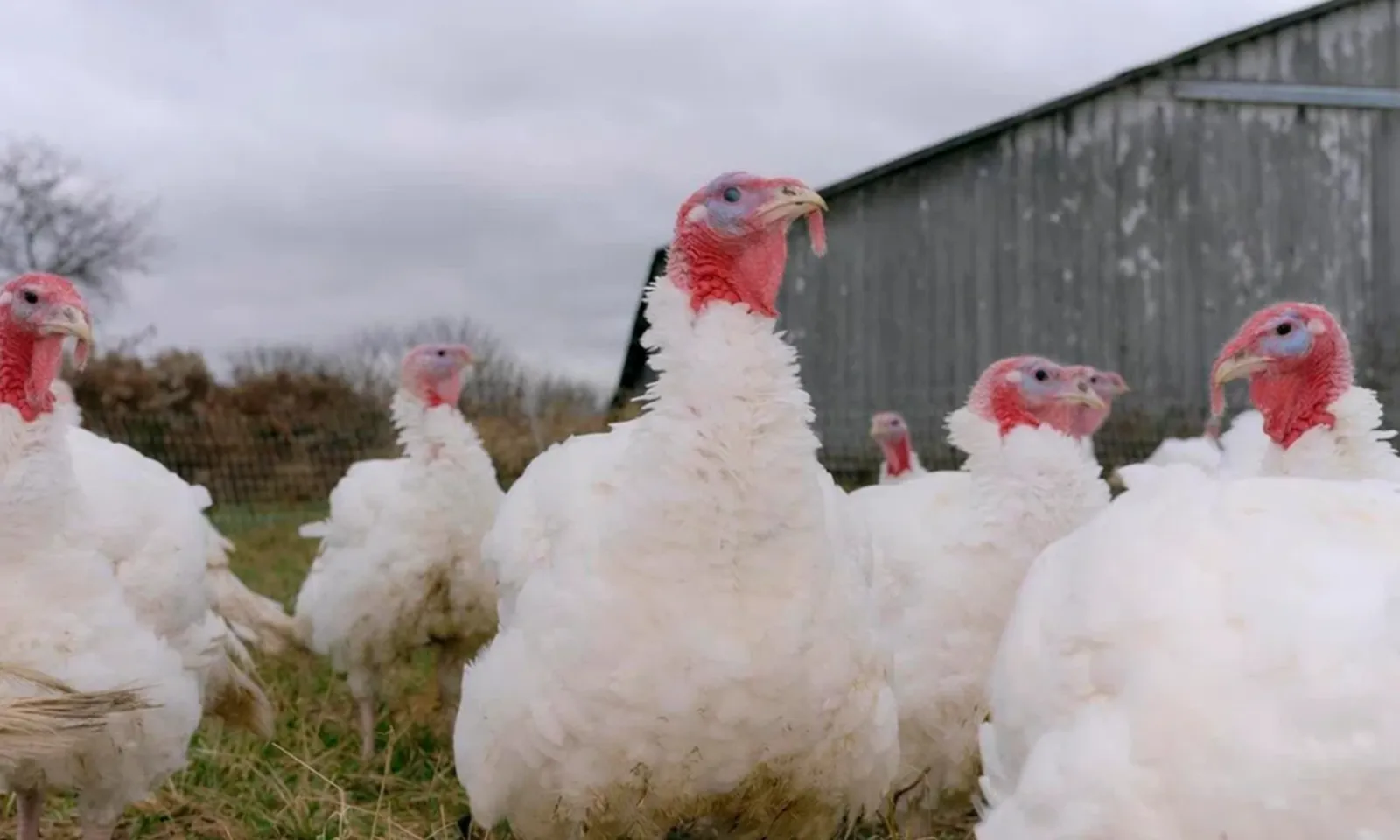 Cúm gia cầm quay trở lại nước Mỹ