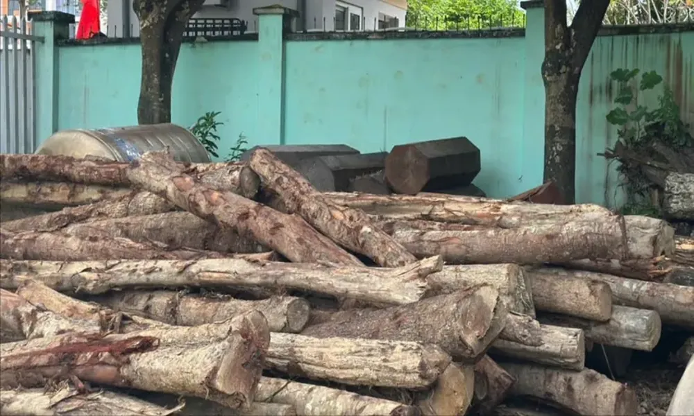 Rừng phòng hộ Hòa Thắng bị tàn phá, hơn 3m³ gỗ bị thu giữ