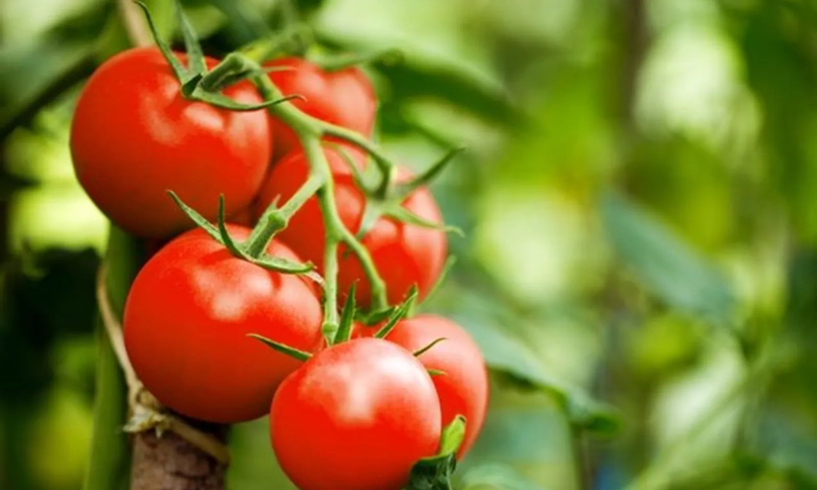 Cà chua - từ trái cây dân dã thành “siêu thực phẩm” toàn cầu