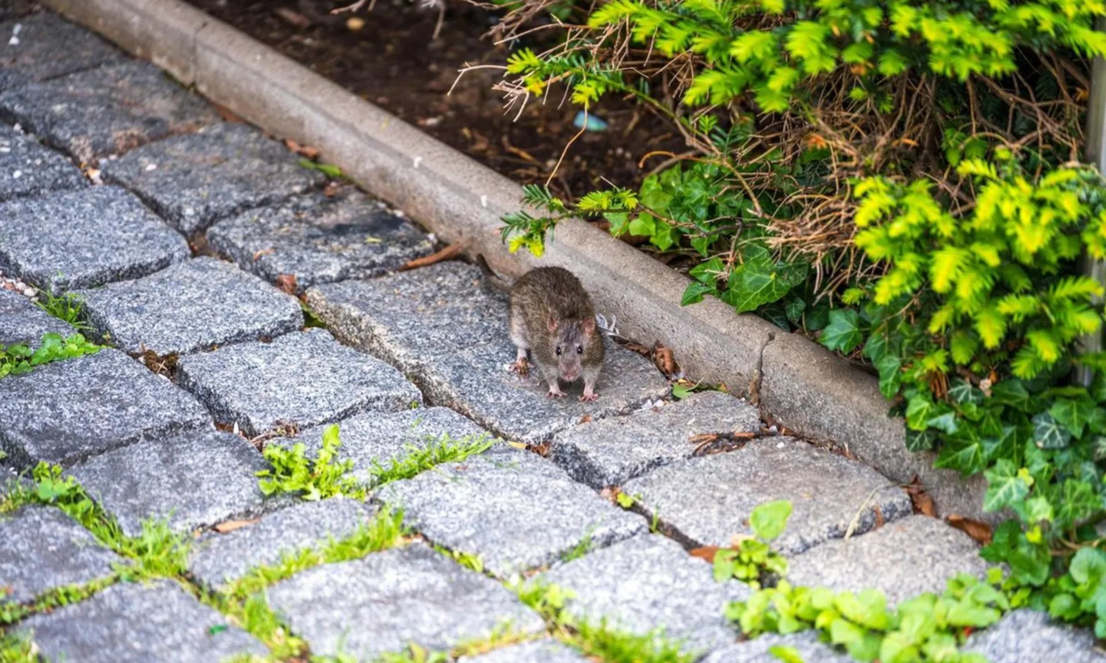 Thủ đô Hàn Quốc sử dụng công nghệ cao để diệt chuột