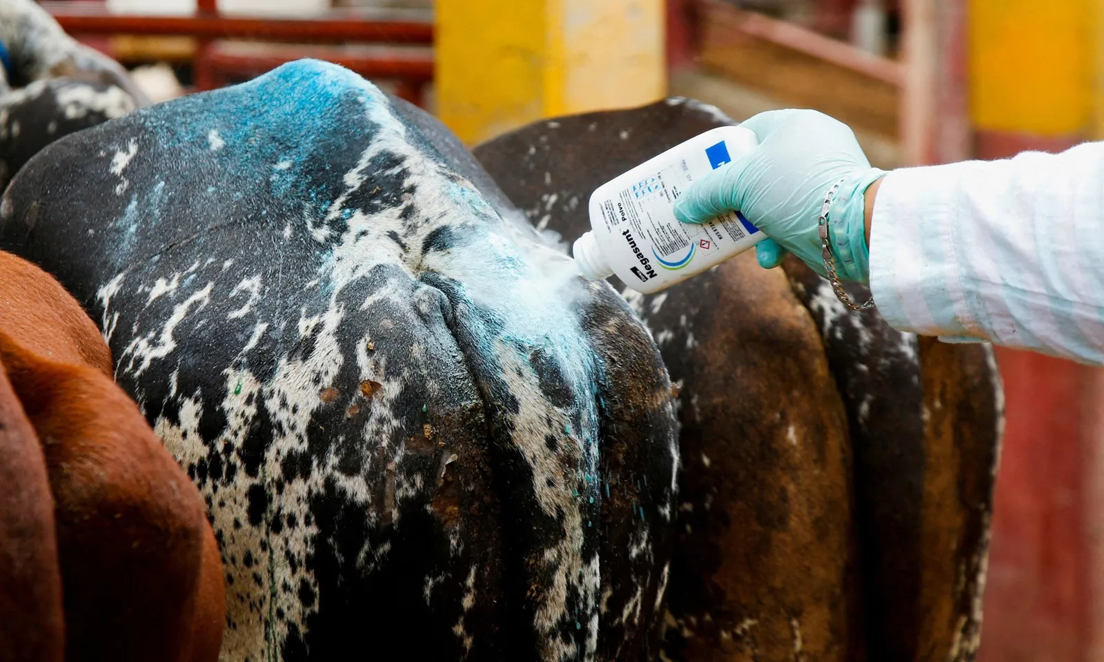 Mexico khẩn trương xây dựng nhà máy ruồi vô sinh để tiêu diệt ký sinh trùng ăn thịt