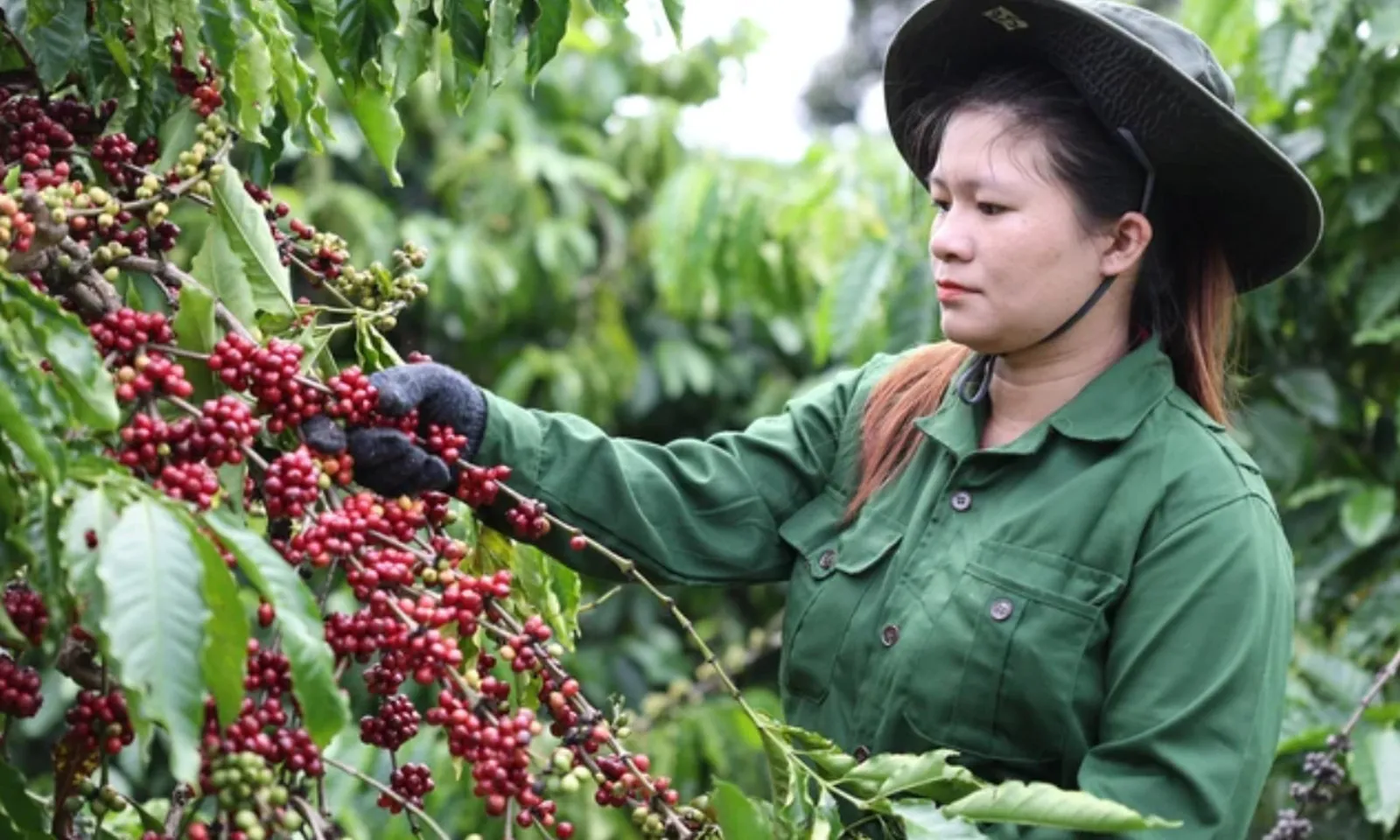 Giá cà phê trong nước tăng, dự báo sản lượng vụ mới vượt 1,8 triệu tấn