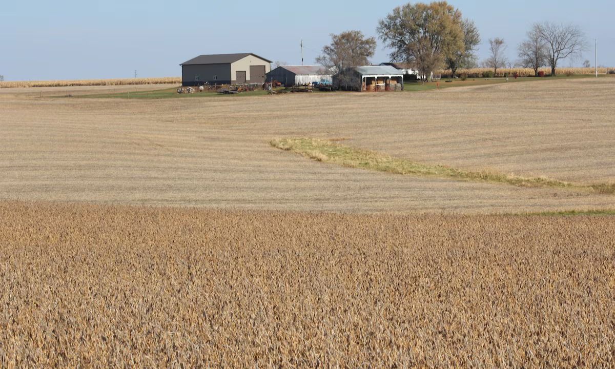 Trung Quốc cam kết mua 25 triệu tấn đậu nành Mỹ mỗi năm trong 3 năm tới