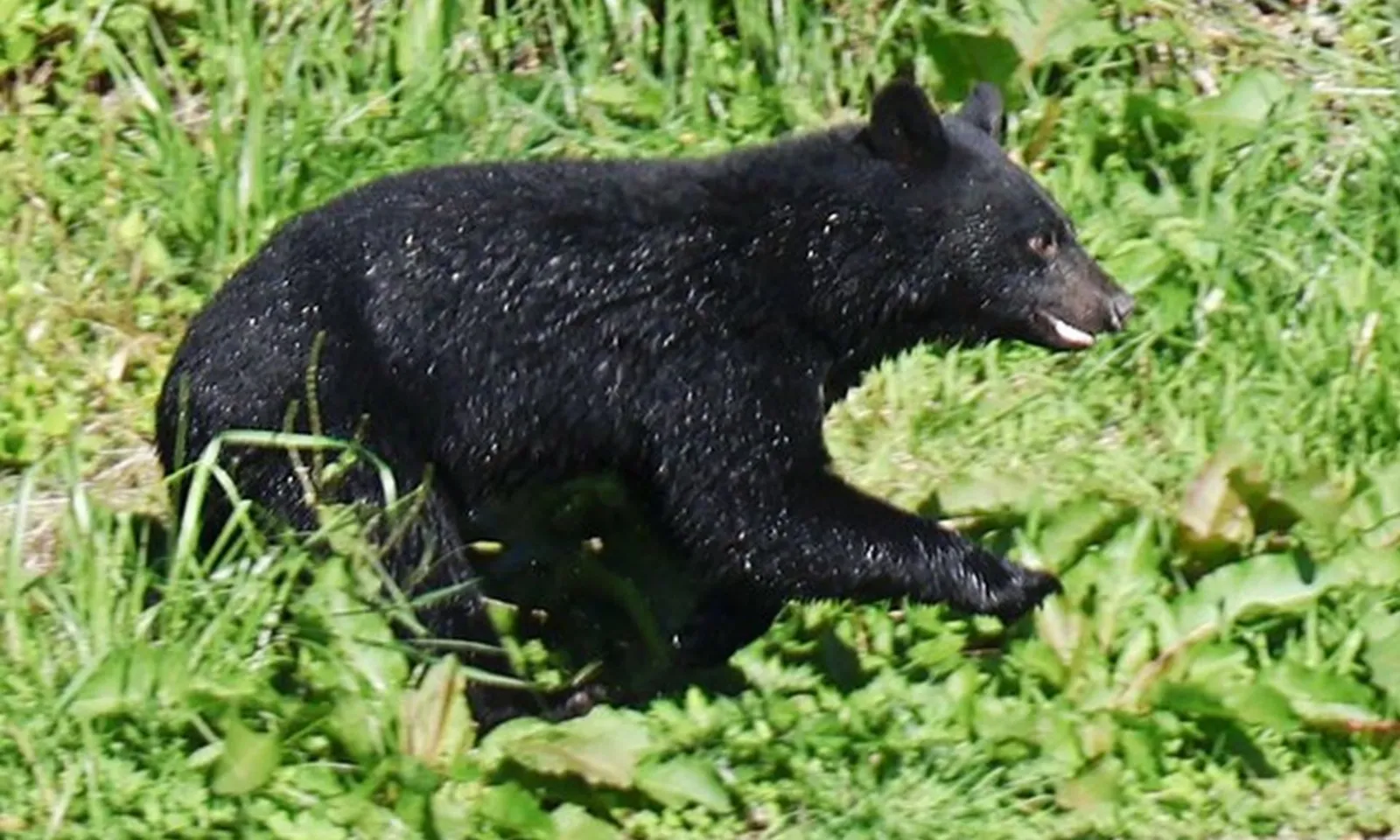 Nhật Bản cân nhắc cho phép cảnh sát dùng súng trường để tiêu diệt gấu