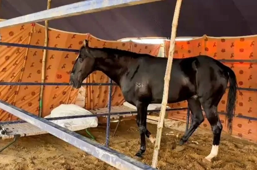 con-ngua-1761824780078931283173-1761904565290-1761904565687376231227