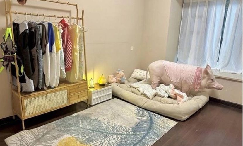 Cặp đôi ở Thành Đô nổi tiếng vì nuôi heo 60kg làm thú cưng